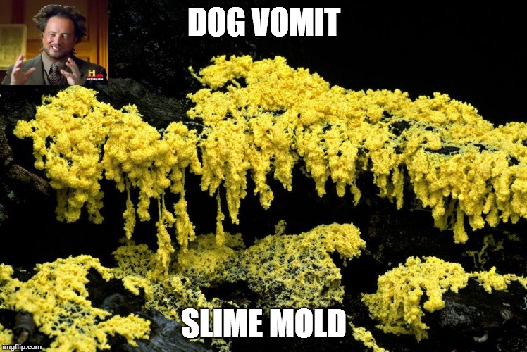 DOG VOMIT SLIME MOLD | made w/ Imgflip meme maker