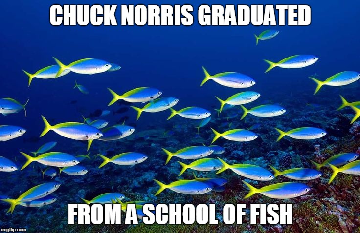 Chuck Norris school of fish | CHUCK NORRIS GRADUATED; FROM A SCHOOL OF FISH | image tagged in school of fish,chuck norris,memes | made w/ Imgflip meme maker