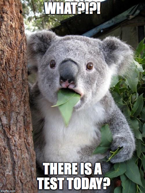 Surprised Koala | WHAT?!?! THERE IS A TEST TODAY? | image tagged in memes,surprised koala | made w/ Imgflip meme maker