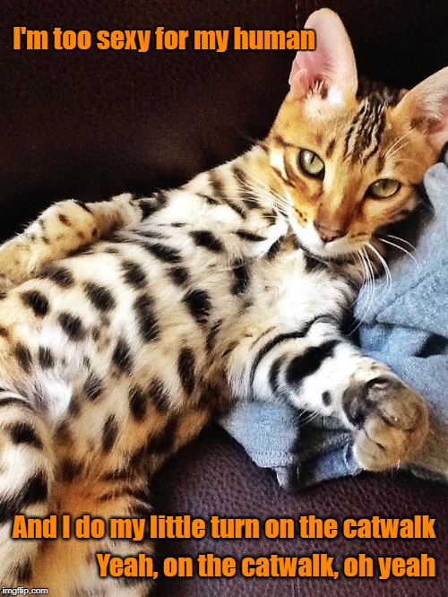 I'm Too Sexy... | I'm too sexy for my human; And I do my little turn on the catwalk; Yeah, on the catwalk, oh yeah | image tagged in cats,sexy cat | made w/ Imgflip meme maker
