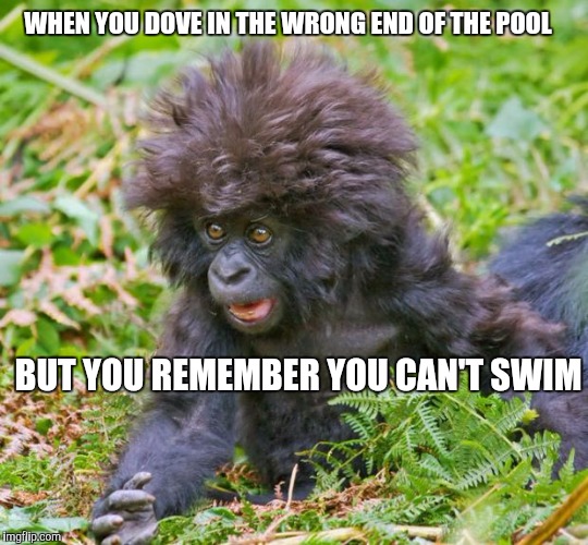 A crazy monkey | WHEN YOU DOVE IN THE WRONG END OF THE POOL; BUT YOU REMEMBER YOU CAN'T SWIM | image tagged in a crazy monkey | made w/ Imgflip meme maker