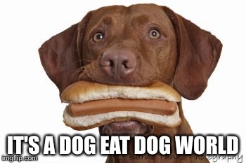 Dog eating hot dog | IT'S A DOG EAT DOG WORLD | image tagged in dog eating hot dog | made w/ Imgflip meme maker