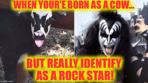 Identity crisis | WHEN YOUR'E BORN AS A COW... BUT REALLY IDENTIFY AS A ROCK STAR! | image tagged in kiss,cow,rock and roll,identity | made w/ Imgflip meme maker