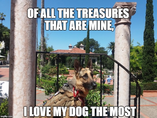 OF ALL THE TREASURES THAT ARE MINE, I LOVE MY DOG THE MOST | image tagged in dog | made w/ Imgflip meme maker