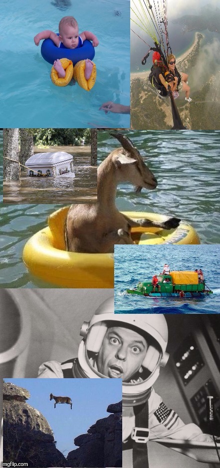 TheFoxyConservative "SO MANY IDEAS FLOATING AROUND" inspired a collage (upper left pic added later) https://imgflip.com/i/1tdt2b | image tagged in funny,animals,humor,artistic,babies,memes | made w/ Imgflip meme maker