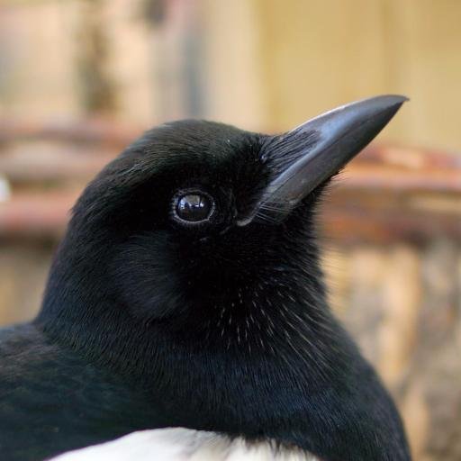 Confused magpie Blank Meme Template