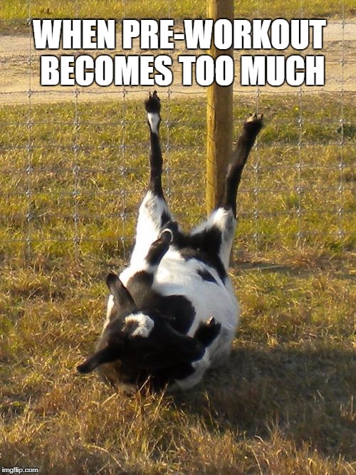 When your legs don't work like used to... | WHEN PRE-WORKOUT BECOMES TOO MUCH | image tagged in fainting goat,pre-workout,tired | made w/ Imgflip meme maker
