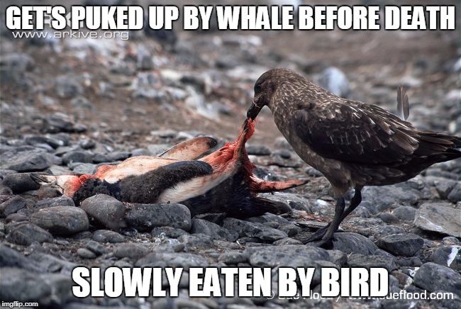 GET'S PUKED UP BY WHALE BEFORE DEATH SLOWLY EATEN BY BIRD | made w/ Imgflip meme maker