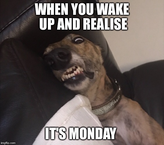 WHEN YOU WAKE UP AND REALISE; IT'S MONDAY | image tagged in mondays,monday mornings,wake up | made w/ Imgflip meme maker