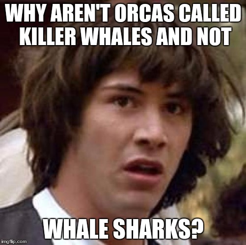 Whale Sharks are pretty much harmless, Orcas on the other hand... |  WHY AREN'T ORCAS CALLED KILLER WHALES AND NOT; WHALE SHARKS? | image tagged in memes,conspiracy keanu,whale shark,orca,killer whale,shark | made w/ Imgflip meme maker