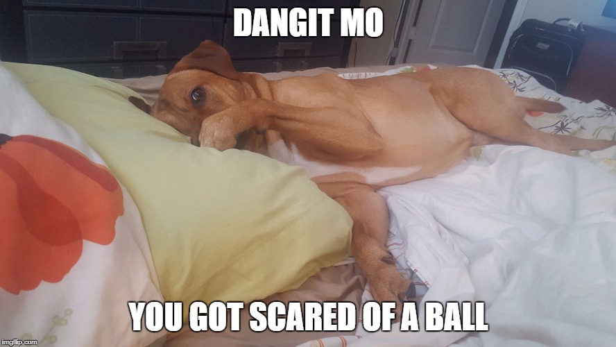 DANGIT MO; YOU GOT SCARED OF A BALL | image tagged in dangit mo | made w/ Imgflip meme maker