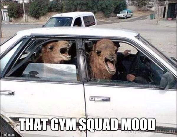 Camel crew | THAT GYM SQUAD MOOD | image tagged in memes,humpday,camel,gym,comedy | made w/ Imgflip meme maker