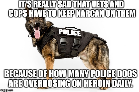 They don't have a say | IT'S REALLY SAD THAT VETS AND COPS HAVE TO KEEP NARCAN ON THEM; BECAUSE OF HOW MANY POLICE DOGS ARE OVERDOSING ON HEROIN DAILY. | image tagged in police dogs | made w/ Imgflip meme maker