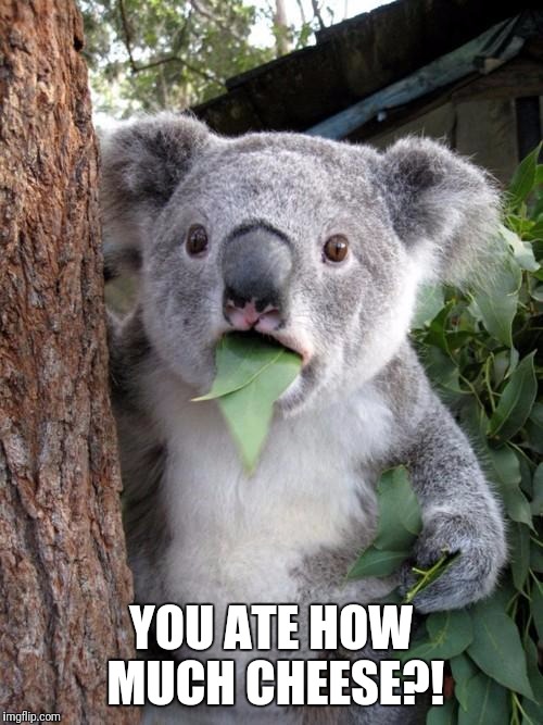 Surprised Koala Meme | YOU ATE HOW MUCH CHEESE?! | image tagged in memes,surprised koala,cheese | made w/ Imgflip meme maker