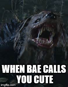 WHEN BAE CALLS YOU CUTE | image tagged in doggo | made w/ Imgflip meme maker