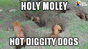 Hot Diggity Dog | HOLY MOLEY; HOT DIGGITY DOGS | image tagged in hot diggity dogs,puns,bad puns,animals | made w/ Imgflip meme maker