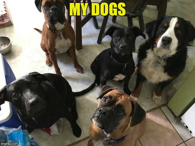 MY DOGS | made w/ Imgflip meme maker
