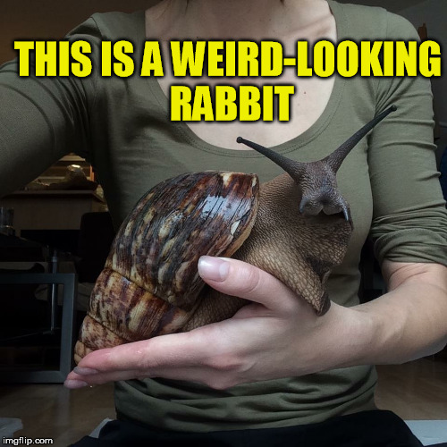 Super Snail | THIS IS A WEIRD-LOOKING RABBIT | image tagged in snail | made w/ Imgflip meme maker