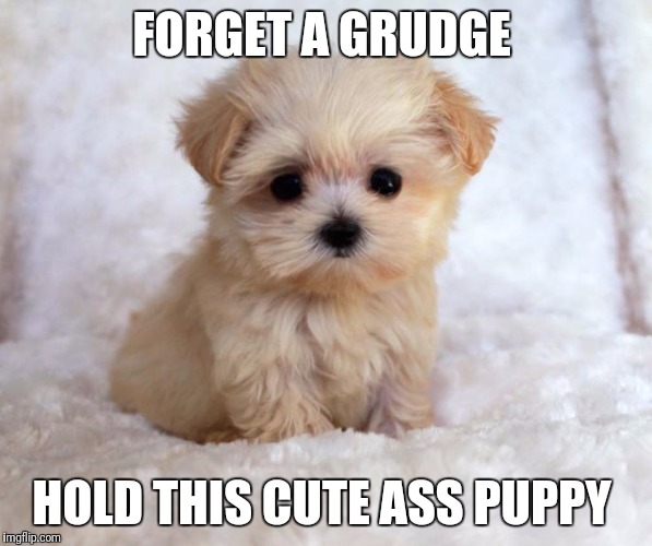 Cute | FORGET A GRUDGE; HOLD THIS CUTE ASS PUPPY | image tagged in animal,puppy,quotes,inspirational quote | made w/ Imgflip meme maker