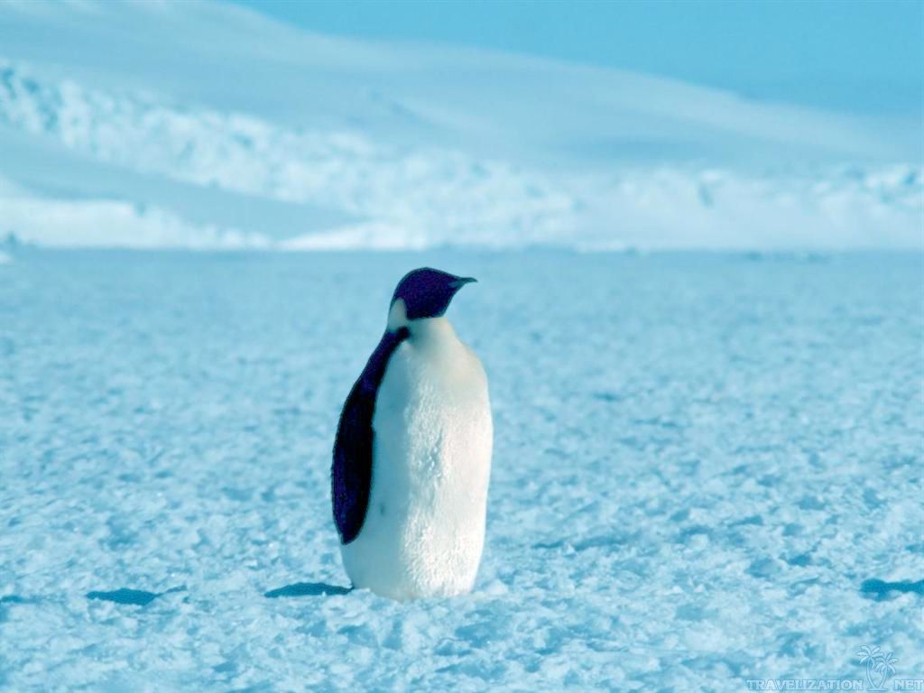 High Quality Lonely Penguin Blank Meme Template