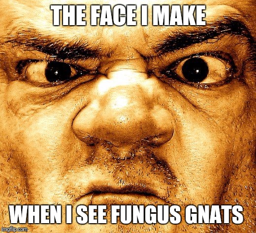 THE FACE I MAKE; WHEN I SEE FUNGUS GNATS | made w/ Imgflip meme maker