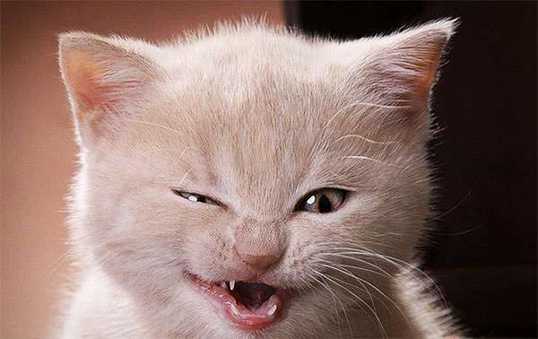 Laughing Cat Blank Meme Template