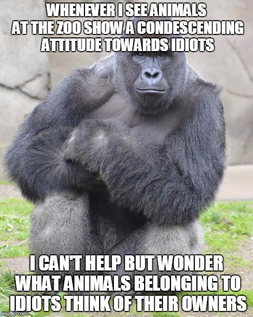 Harambe | WHENEVER I SEE ANIMALS AT THE ZOO SHOW A CONDESCENDING ATTITUDE TOWARDS IDIOTS; I CAN'T HELP BUT WONDER WHAT ANIMALS BELONGING TO IDIOTS THINK OF THEIR OWNERS | image tagged in harambe,idiots,morons | made w/ Imgflip meme maker