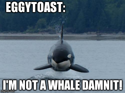 Wild Whale | EGGYTOAST:; I'M NOT A WHALE DAMNIT! | image tagged in wild whale | made w/ Imgflip meme maker