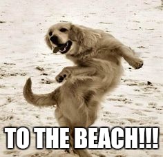 Crazy dog dance  | TO THE BEACH!!! | image tagged in crazy dog dance | made w/ Imgflip meme maker