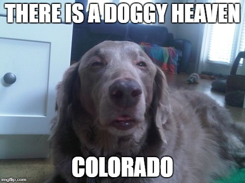 High Dog | THERE IS A DOGGY HEAVEN; COLORADO | image tagged in memes,high dog | made w/ Imgflip meme maker