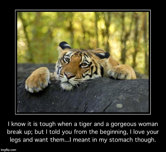 image tagged in confession tiger | made w/ Imgflip meme maker