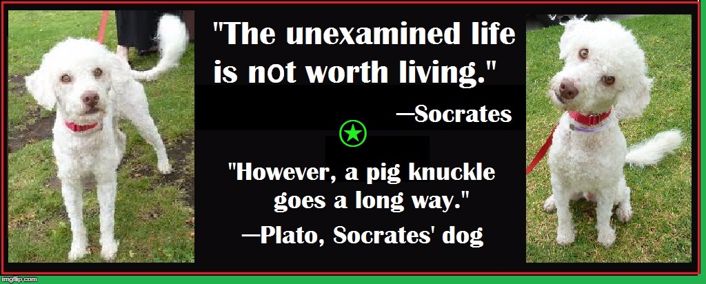 Philosophy Vs. Reality : Socrates Vs. Plato, the Dog | ⍟ | image tagged in vince vance,inquisitive dog,socrates,plato,greek philosophers | made w/ Imgflip meme maker