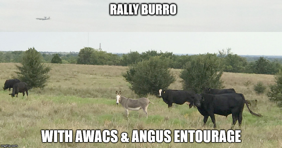 rally burro w angus & awacs | RALLY BURRO; WITH AWACS & ANGUS ENTOURAGE | image tagged in kc royals | made w/ Imgflip meme maker