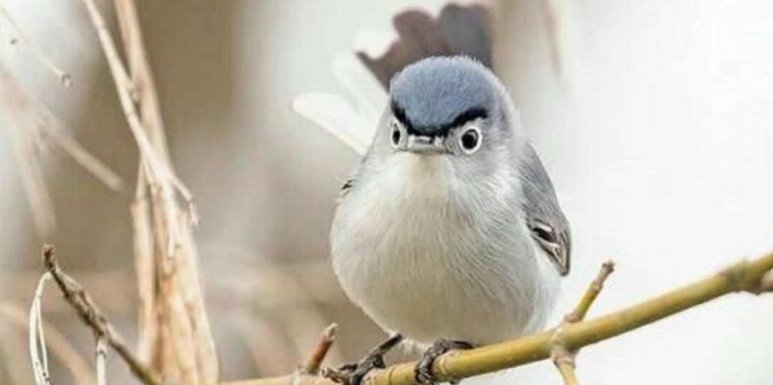High Quality angry bird Blank Meme Template
