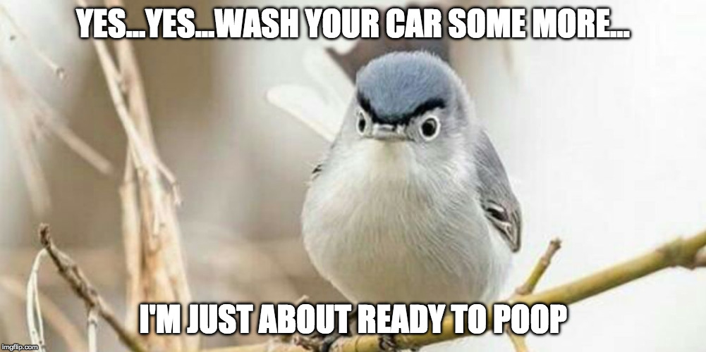 Real life angry birds aren't as much fun. | YES...YES...WASH YOUR CAR SOME MORE... I'M JUST ABOUT READY TO POOP | image tagged in angry bird,poop,bird,bird poop,iwanttobebacon,iwanttobebaconcom | made w/ Imgflip meme maker