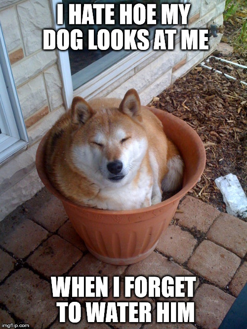 No grow.  Very disappointment. | I HATE HOE MY DOG LOOKS AT ME; WHEN I FORGET TO WATER HIM | image tagged in memes,doge,dogs | made w/ Imgflip meme maker
