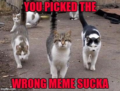 Are you ready to rumble? | YOU PICKED THE; WRONG MEME SUCKA | image tagged in cat rumble,memes,cats,wrong meme sucka,animals,cat gang | made w/ Imgflip meme maker
