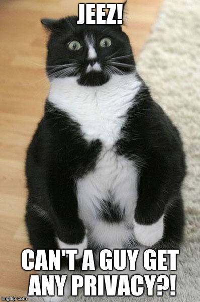 Cat Shocked | JEEZ! CAN'T A GUY GET ANY PRIVACY?! | image tagged in shocked cat | made w/ Imgflip meme maker