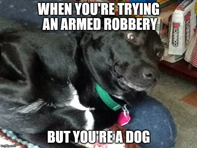 What are you talking about, dog's cant hold guns! | WHEN YOU'RE TRYING AN ARMED ROBBERY; BUT YOU'RE A DOG | image tagged in triggered dog | made w/ Imgflip meme maker