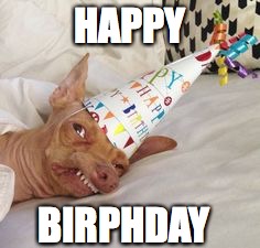 Phteven | HAPPY; BIRPHDAY | image tagged in phteven | made w/ Imgflip meme maker