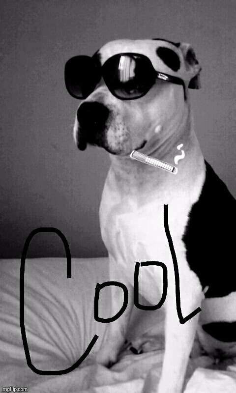 image tagged in cool dog with shades | made w/ Imgflip meme maker