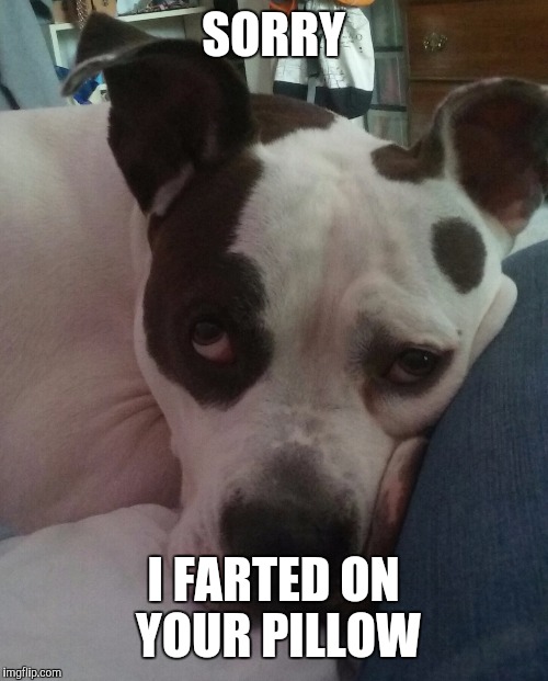 SORRY; I FARTED ON YOUR PILLOW | image tagged in sorry i farted on your pillow | made w/ Imgflip meme maker