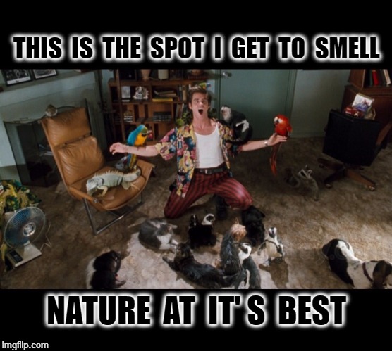 Ace Ventura Animals | THIS  IS  THE  SPOT  I  GET  TO  SMELL; NATURE  AT  IT' S  BEST | image tagged in ace ventura animals | made w/ Imgflip meme maker