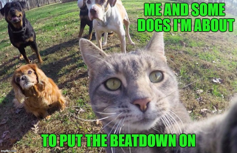 ME AND SOME DOGS I'M ABOUT TO PUT THE BEATDOWN ON | made w/ Imgflip meme maker