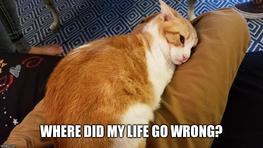 Sad cat | WHERE DID MY LIFE GO WRONG? | image tagged in life,life sucks,sad,depression,depressed cat | made w/ Imgflip meme maker