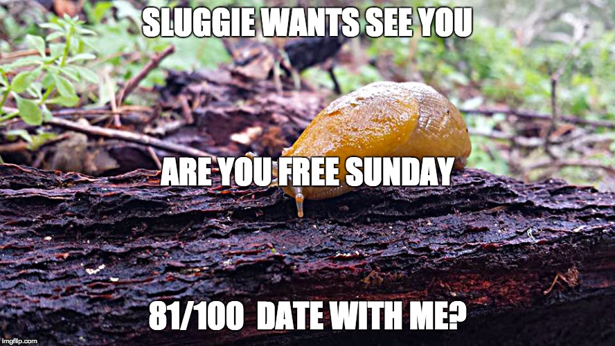 SLUGGIE WANTS SEE YOU; ARE YOU FREE SUNDAY; 81/100  DATE WITH ME? | image tagged in slug | made w/ Imgflip meme maker