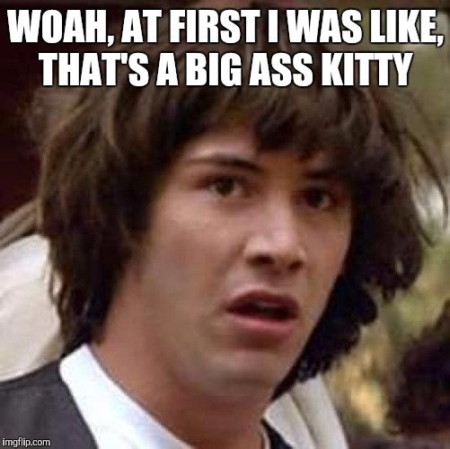 Conspiracy Keanu Meme | WOAH, AT FIRST I WAS LIKE, THAT'S A BIG ASS KITTY | image tagged in memes,conspiracy keanu | made w/ Imgflip meme maker