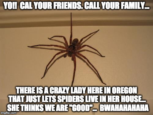Scumbag Spider | YO!!  CAL YOUR FRIENDS. CALL YOUR FAMILY... THERE IS A CRAZY LADY HERE IN OREGON THAT JUST LETS SPIDERS LIVE IN HER HOUSE...  SHE THINKS WE ARE "GOOD"...  BWAHAHAHAHA | image tagged in scumbag spider | made w/ Imgflip meme maker
