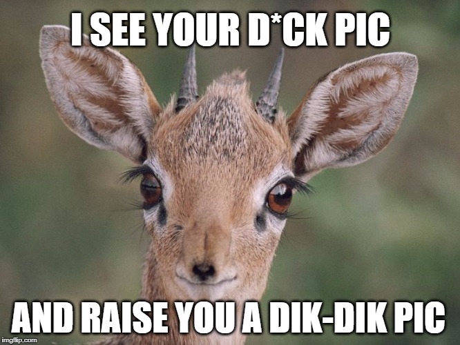 Dik-Dik Pic | I SEE YOUR D*CK PIC; AND RAISE YOU A DIK-DIK PIC | image tagged in memes,dick pic,deer,adorable,cute,poker | made w/ Imgflip meme maker
