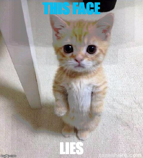 lil' lie | THIS FACE; LIES | image tagged in memes,cute cat | made w/ Imgflip meme maker